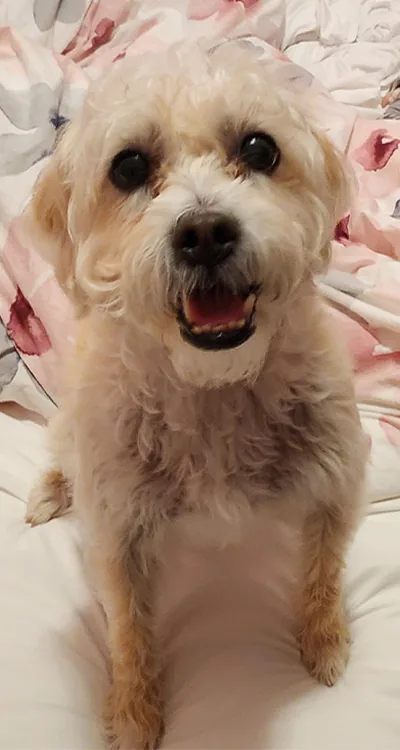 Sugar, Signature Smiles Studio Therapy Dog